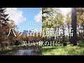 【八ヶ岳南麓60代一人暮らし】#36 美しい秋の日に/清里・丘の公園/パン&ケーキ小屋EL-bethel/秋の井詰湧水/いつもの子猫たち/移住暮らし/田舎暮らし/シニアライフ
