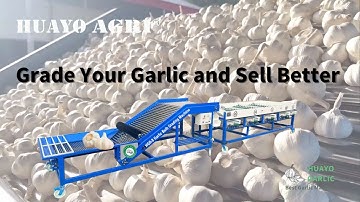 HGB-8 Garlic Bulb Sorting Machine Sorting Bulb with 6 sizes automaticlly before selling