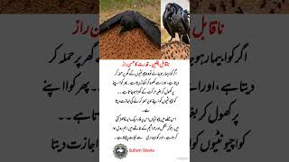 Nature’s Secret Medicine: Why Crows Attack Anthills 🐜🦅 | #Shorts #quotes #trending #inspiration