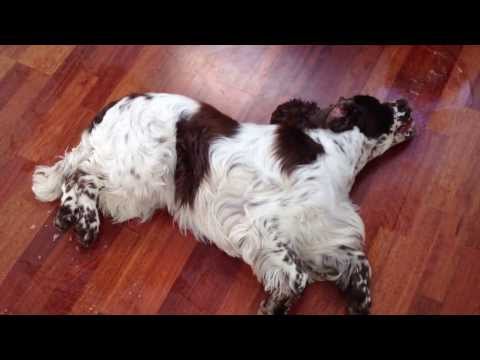 English Springer Spaniel during epilepsy seizure