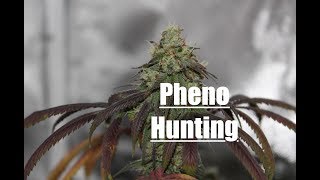 Pheno Hunting / Strain Testing CANDY PIE (Now N Later X Nitro Cookies) #7-9 (NEW STRAIN!)