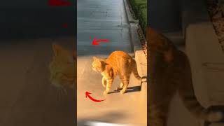 Ютуб у кота !?