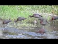 Glossy Ibises Tsiknias River, Lesvos, Greece 23-4-12 Howard Vaughan (3).MTS