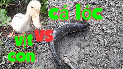 Câu cá lóc bằng vịt lụm cặp cá lóc quá dể dàng/san va bat