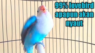 Lovebird MEMANGGIL sambung NGEKEK panjang sangat bagus buat pancingan labet malas bunyi/bahan