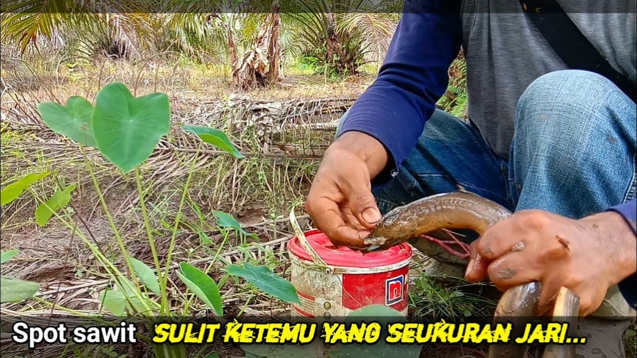 SAYA JUGA HERAN !! DI SPOT SAWIT BELUT SEUKURAN JARI SUSAH DI CARI