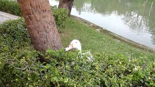 白色北京鴨會接花生喔 1030403台中公園.台灣