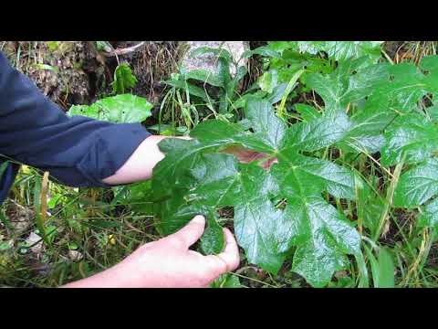 PORALIST - medvedja sapa (Heracleum sphondylium)