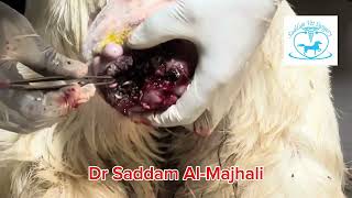 How to dressing/ Treating maggot-infested wounds in goats / Dr Saddam