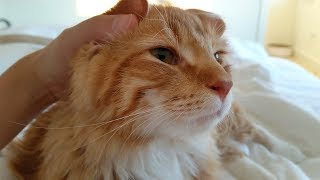 Most Adorable Belly Cat, Purring Cheddar! by 꼬부기아빠 My Pet Diary 54,136 views 4 years ago 3 minutes, 50 seconds