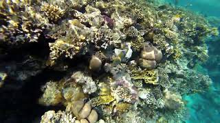 Egypt. Snorkeling with fish in the Red sea at Sharm-El-Sheikh.А теперь за рыбами!Рифы Красного моря.