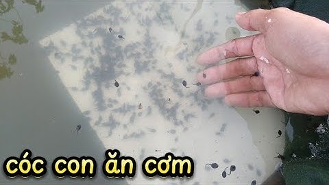 cho nòng nọc cóc ăn cơm trong trại cóc thương phẩm , nơi trao đổi kinh nghiệm nuôi cóc