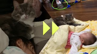 朝はお姉ちゃん、夜は赤ちゃんと一緒に眠る猫　ノルウェージャンフォレストキャット　A cat that sleeps with a child in the morning and at night