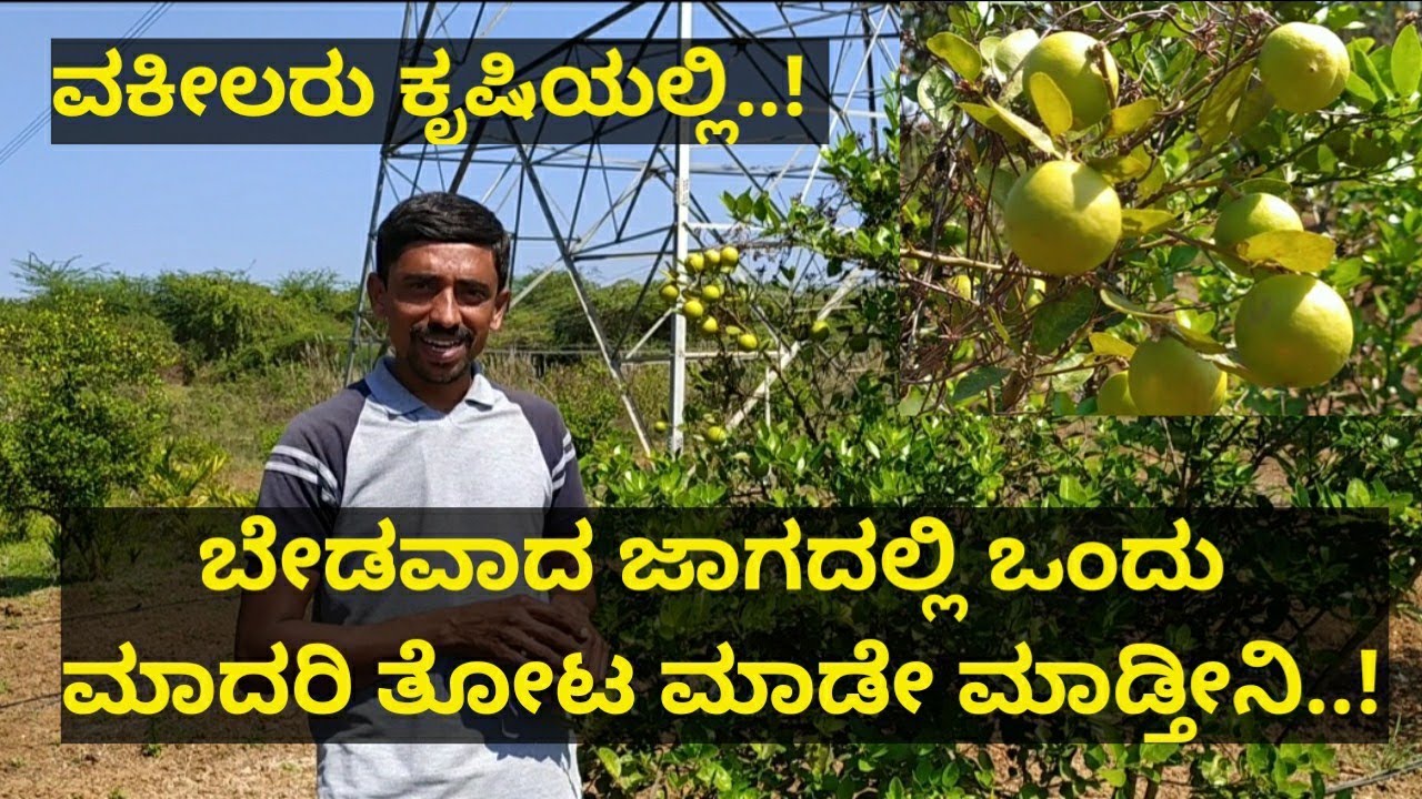 ರೈತನ ಮಗ ಜೊತೆಗೆ ವಕೀಲನಾಗಿ ಒಂದು ಮಾದರಿ ತೋಟ ಮಾಡ್ತಾ ಇದ್ದೀನಿ... ನಿಂಬೆ ಕೃಷಿಯಲ್ಲಿ ಉತ್ತಮ ಆದಾಯ..!