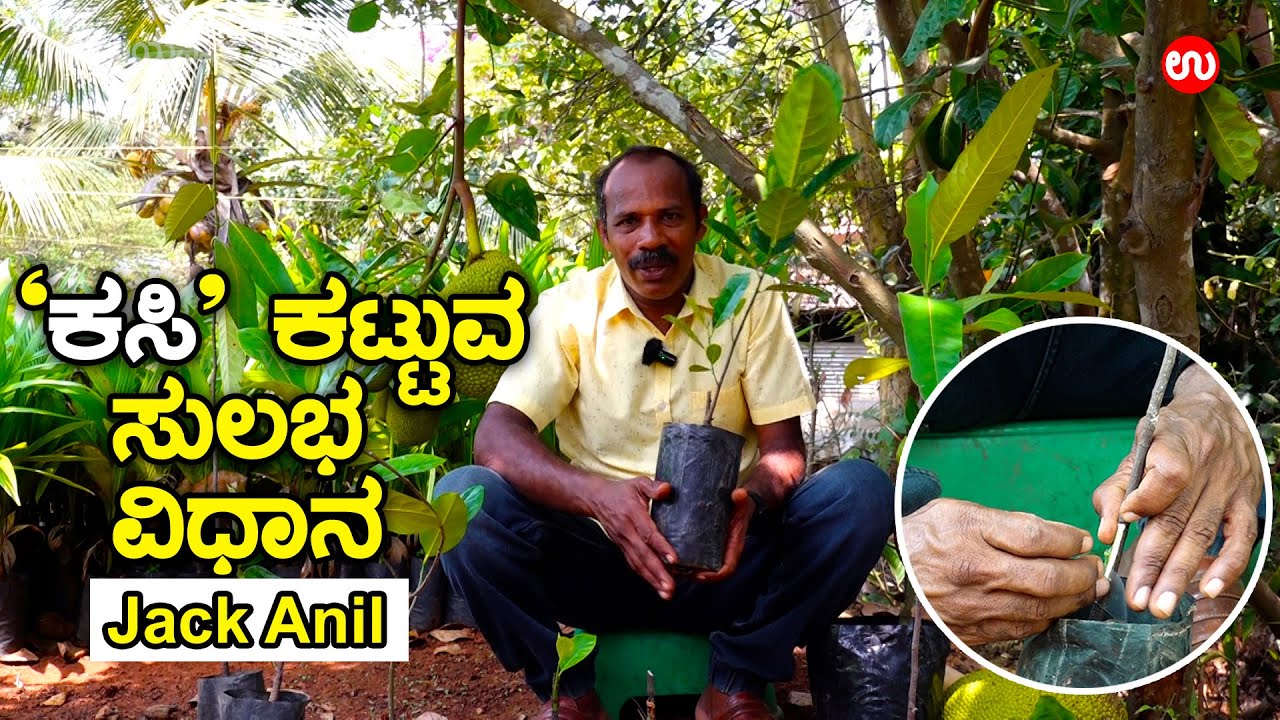 'ಕಸಿ’ ಕಟ್ಟುವ ಸುಲಭ ವಿಧಾನ | Grafting  | Jack Anil | Udayavani