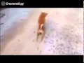 Давит на жалость