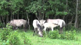 Konik june 15