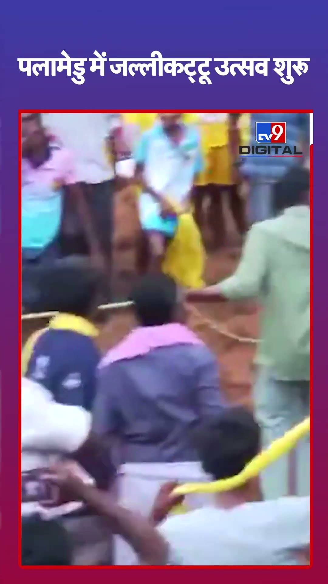 पलामेडु में जल्लीकट्टू उत्सव शुरू | Tamilnadu | #shorts