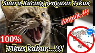 Suara kucing pengusir tikus paling jitu || suara galak dan bringas 2021