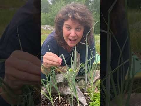 Video: Dilleplantsnoeiwenke: Hoe om dilleplante bosagtig te maak