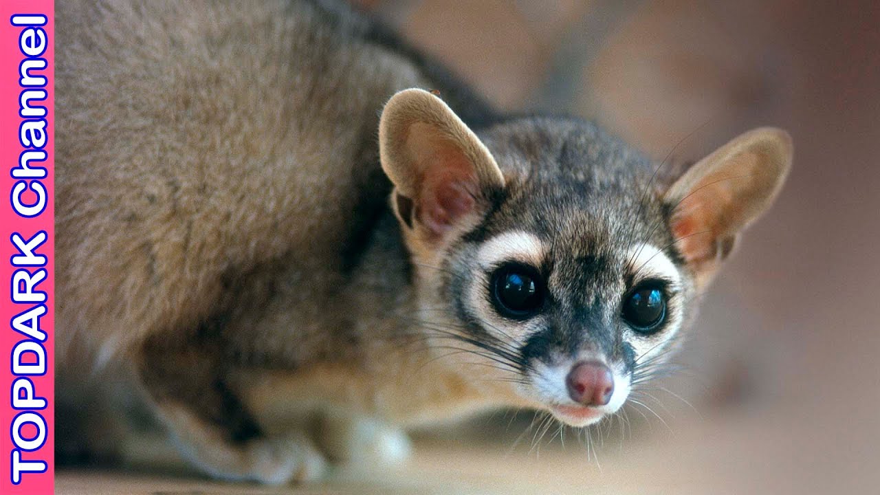 10 Animales fascinantes nativos de México - YouTube