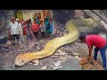 देखिए खतरनाक नाग कहा छूपा था | Venomous Cobra | Dangerous Snake