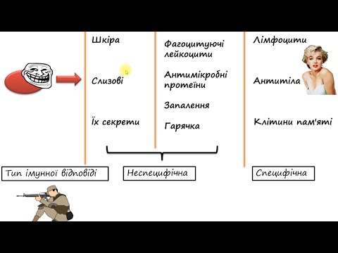 Імунна система по-простому. Детальний огляд