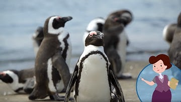 Bé học tiếng anh về động vật - Chim cánh cụt - Học Tiếng Anh miễn phí cùng TiDocs