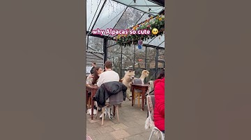 Alpacas are so cute 🥺🙊#alpaca #alpacafarm #netherlands #travel #shortvideo