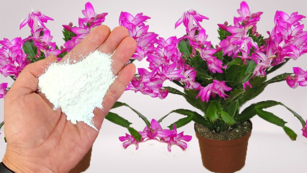Красивый! Всего лишь щепотка заставляет его цвести и расти (Знаете ли вы это?)