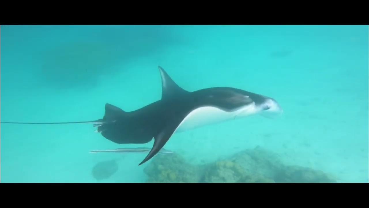 Tikehau l’atoll le plus poissonneux au monde YouTube