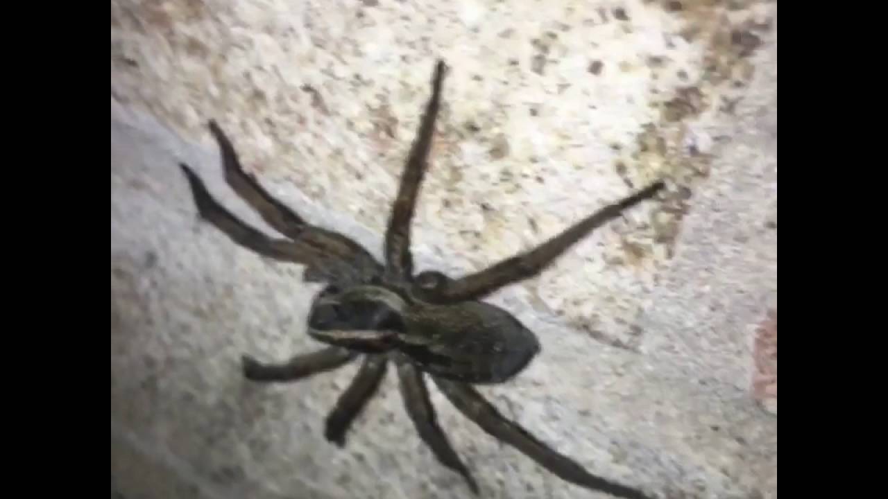 HUGE WOLF SPIDER IN TEXAS YouTube