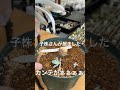 【多肉植物製作所】またまたカンテが😭😭