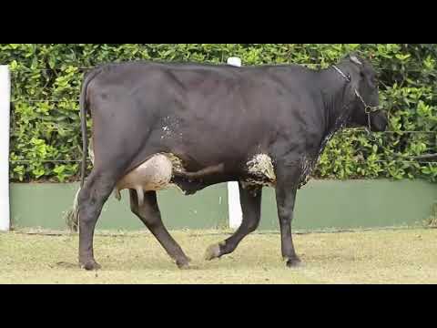 LOTE 02   DENGOSA FIV ZELGADIS SANTA LUZIA   7886 AW