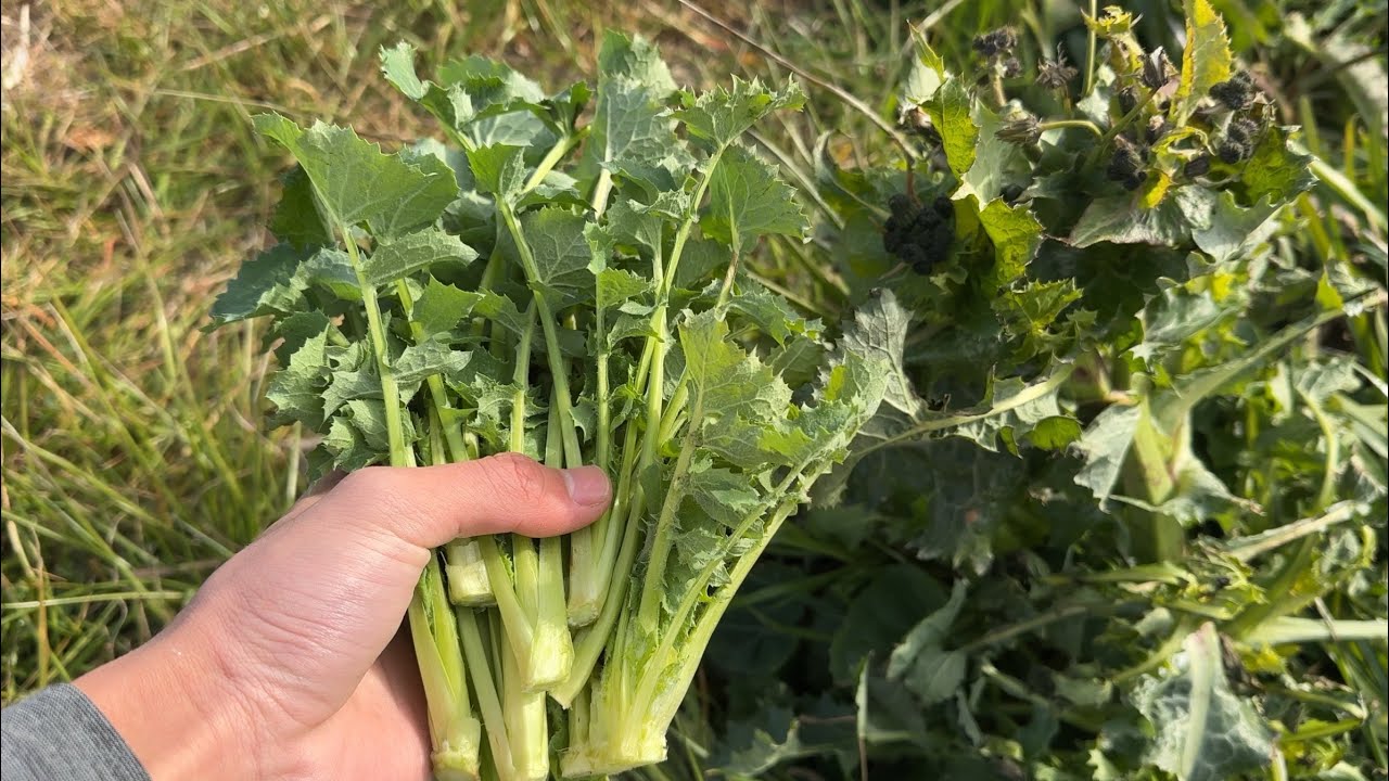 野草採り　ノゲシの若葉がかなりうまい　ソテーとスイバスープ