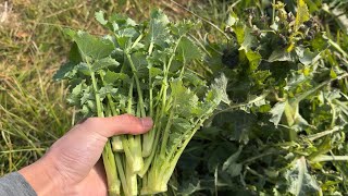 Picking wild herbs: Young sowgrass leaves are very tasty. Sauteed and sorrel soup