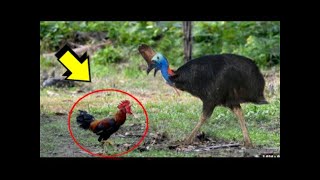 Este GALLO Se Enfrentará Al AVE Mas PODEROSA Del PLANETA 😲😲 15 Momentos Mas Extraños De Animales