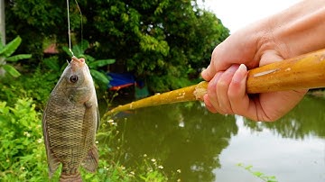 Chế Tạo Cần Câu Cá Bằng Tre - Crafting Bamboo Fishing Rods || TH Vlogs