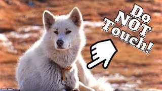 ILULISSAT GREENLAND DOGS | This is What Ended It All - DON&#39;T TOUCH! (GREENLAND TRAVEL VLOG Ep 4)