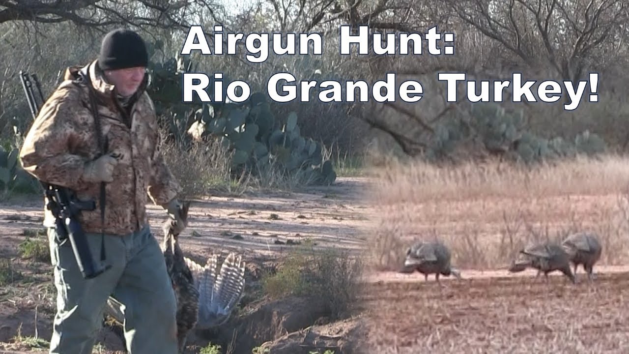 Airgun Hunting Rio Grande Turkey! The AirForce Texan .357 YouTube