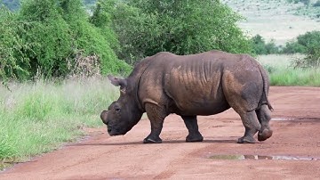 rhino walking reference