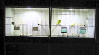 Vallen Vlak Behoefte aan Automatische Led dimmer voor vogels, reptielen en vissen - YouTube