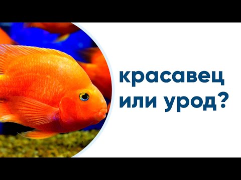 Видео: Как доставить щенков Pitbull?