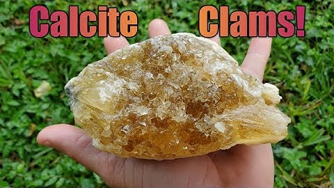 We Found BEAUTIFUL 2 Million Year Old Clams In Florida Filled With Calcite Crystals! (KILLED IT!)