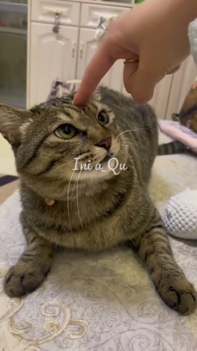 Why do cats get angry when touched? #shorts #cat #catlovers #cutecats