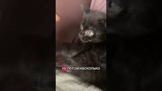 КОТЕНОК КОТОРОГО Я СПАС ЭТИМ ЛЕТОМ #доброедело #спасение #котенок #мило
