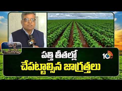 పత్తి తీతల్లో చేపట్టాల్సిన జాగ్రత్తలు |Precautions During Cotton Picking |Safety Tips |Matti Manishi - 10TVNEWSTELUGU