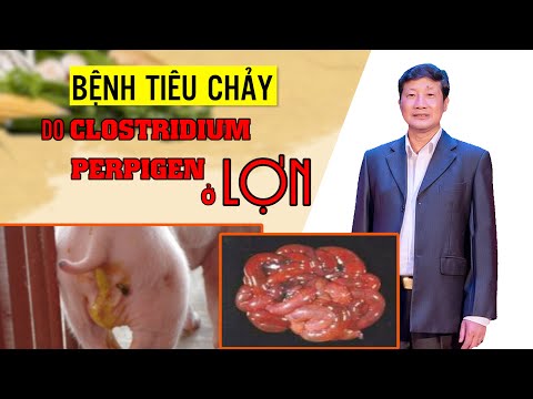 Video: Tiêu Chảy Do Clostridium Perfringens ở Chó