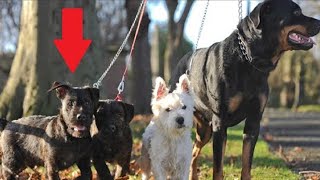 These Beautiful Dogs Have An Adorable Litter Of Puppy True Love by Did You Know Animals ? 209 views 1 year ago 2 minutes, 5 seconds