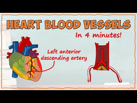 Blood Supply of